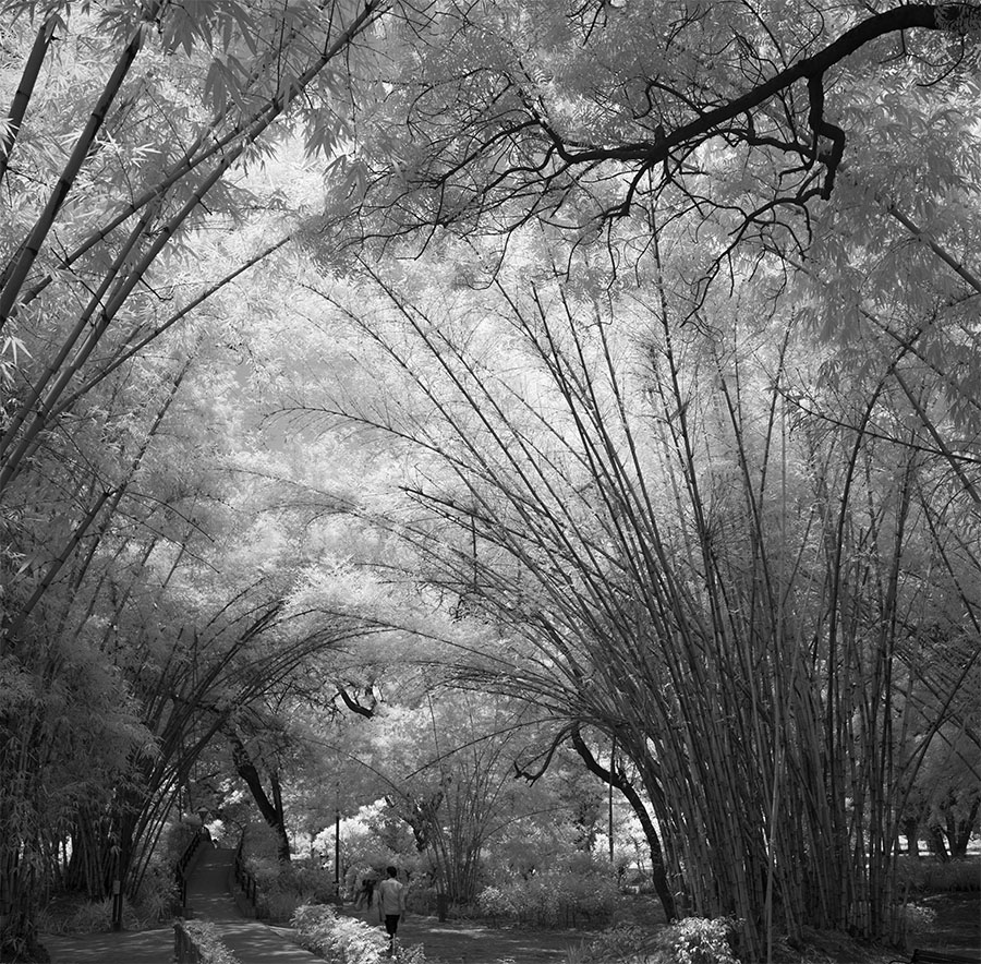 Tall Bamboo Leaning Over Park Path.
